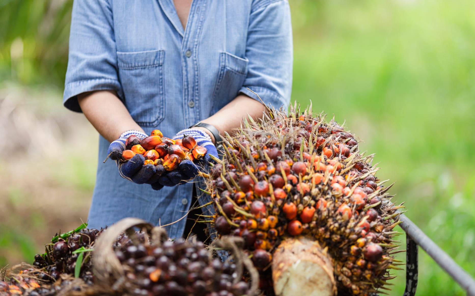 Pahami Alur serta Flow Proses Pabrik Kelapa Sawit