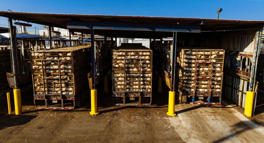 Perbedaan Digital Supply Chain dan Tradisional