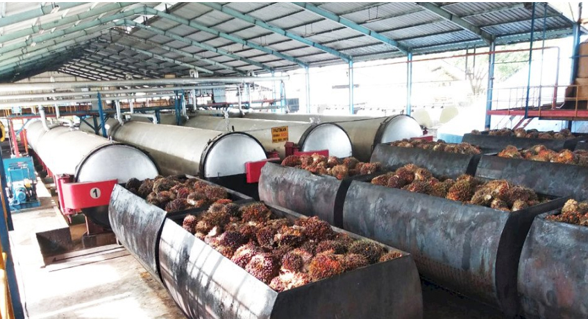 Apa Saja Langkah Pengelolaan Pabrik Kelapa Sawit?